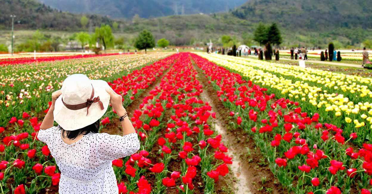 tulip1 The Indira Gandhi Memorial Tulip Garden, which is spread across 30 hectares (74 acres) of land, was earlier known as the Model Floriculture Center. Photo: Shutterstock/lakkana savaksuriyawong