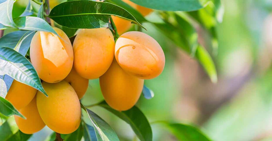 India has over 1,000 varieties of mangoes cultivated across the country. Photo: Shutterstock/rujithai