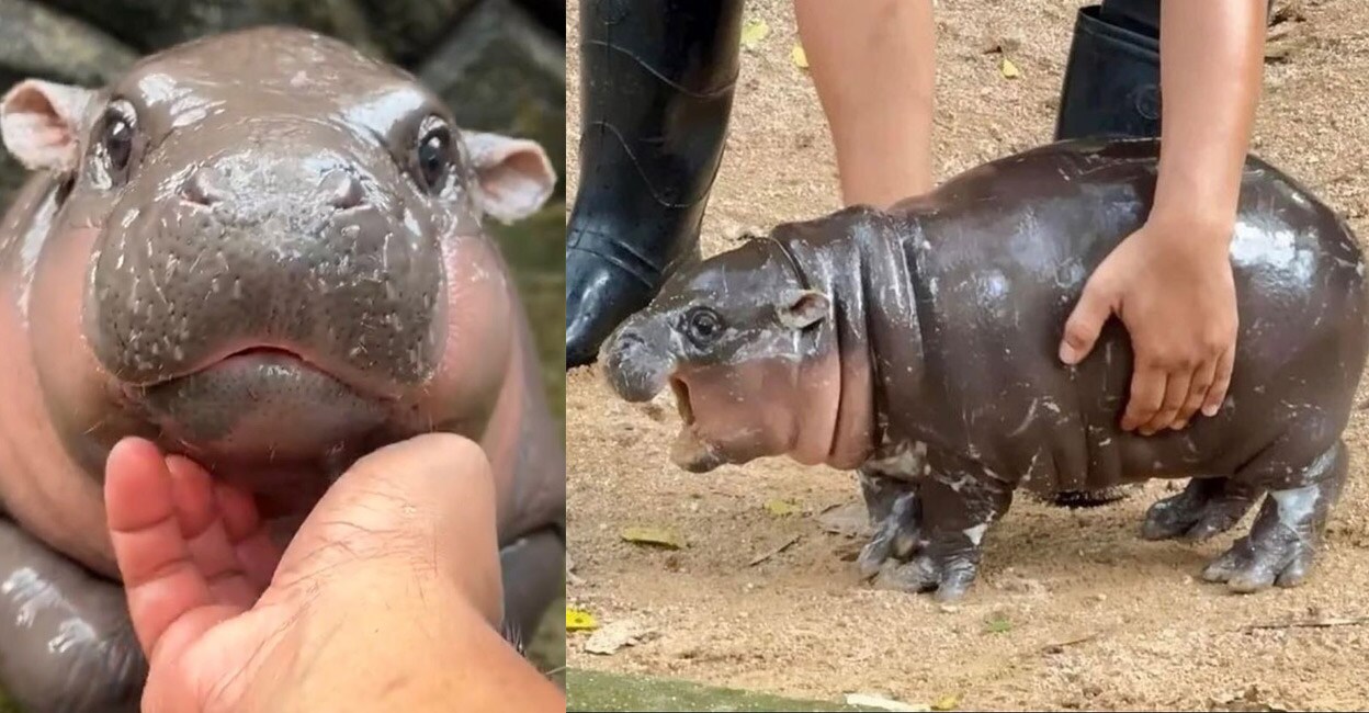 The pygmy baby hippo, an inmate at Khao Kheow Open Zoo, near Pattaya, has millions of fans worldwide. Photo: Instagram/khaokheowzoo