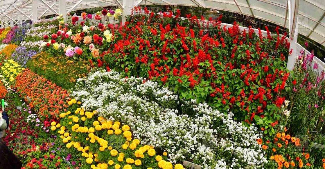 chennai-flower-show The flowers grown in the horticulture gardens of the agriculture department in Ooty and Kodaikanal will be displayed mostly at the show. File photo