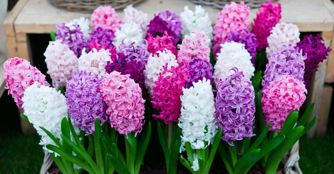 This is the 127th edition of the Ooty Flower Show. Photo: iStock