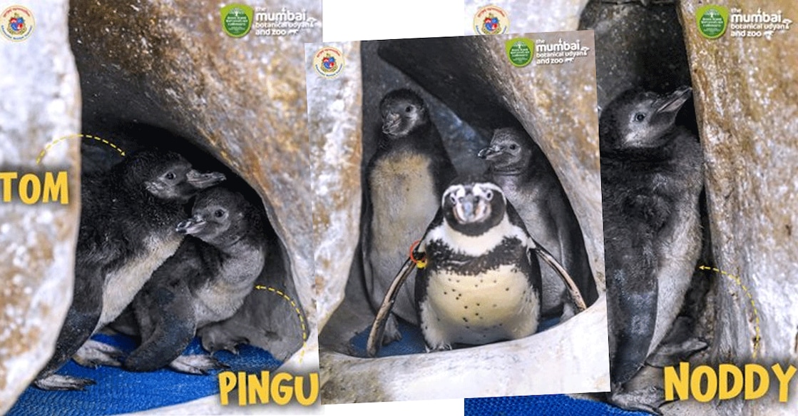 The three penguin chicks born in Mumbai. Photo: X/@The Mumbai Zoo
