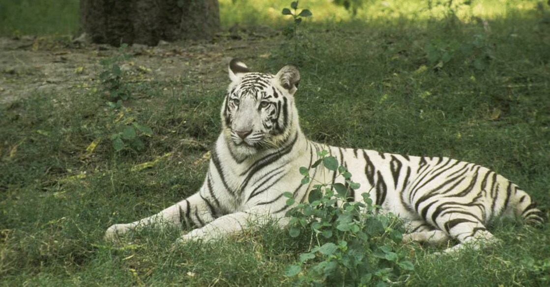 Nandankanan Zoological Park in Bhubaneswar stands out as the first zoo in the world to successfully breed white tigers in captivity. Photo: iStock/DigiFox
