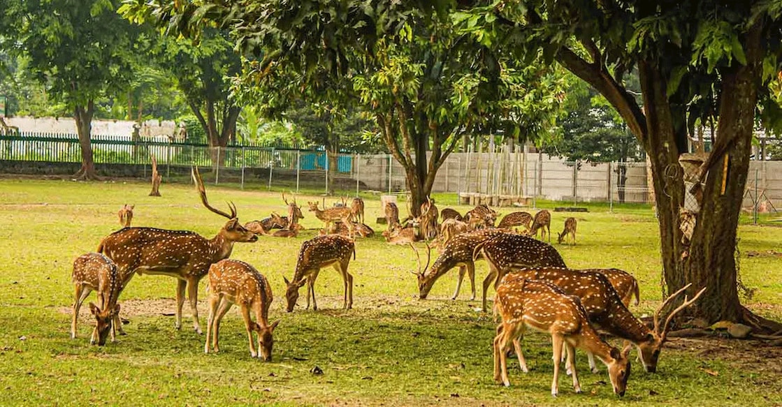 The deer park is coming up on 30 acres of land at sector 91 of the New Okhla Industrial Development. Photo: iStock/Arief Hidayat