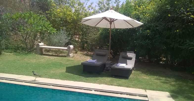 Monsoon delight: royalty in the sand Monsoon delight: royalty in the sand