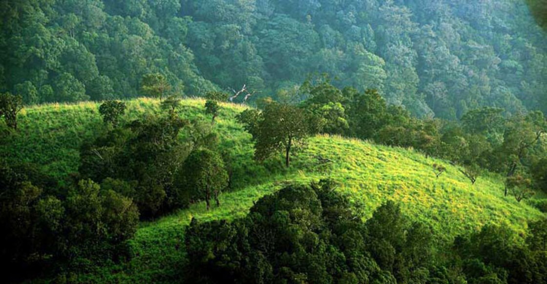 A vast, green canopy of silence