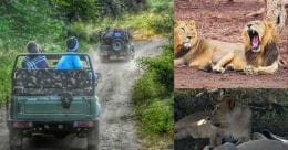 A trip to Gir, only place on earth to see Asiatic lion in the wild A trip to Gir, only place on earth to see Asiatic lion in the wild