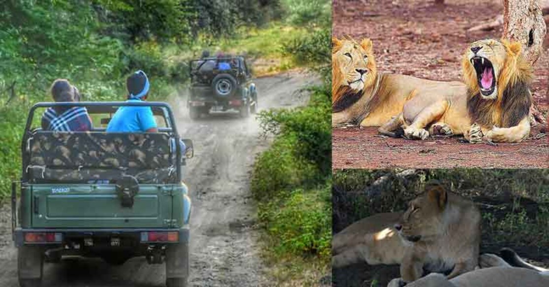 A trip to Gir, only place on earth to see Asiatic lion in the wild