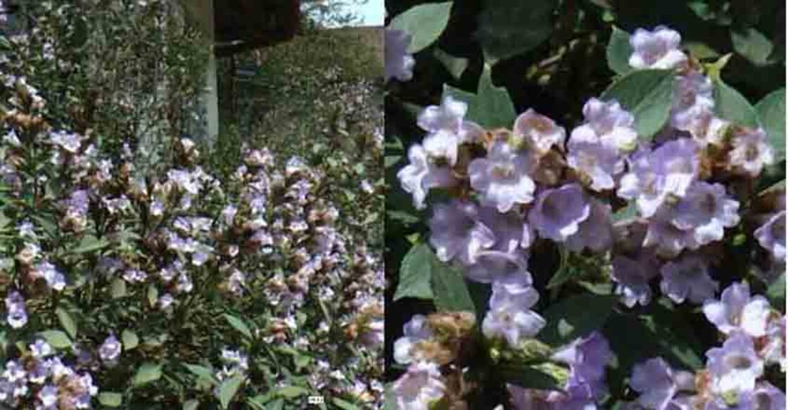 neelakurinji1