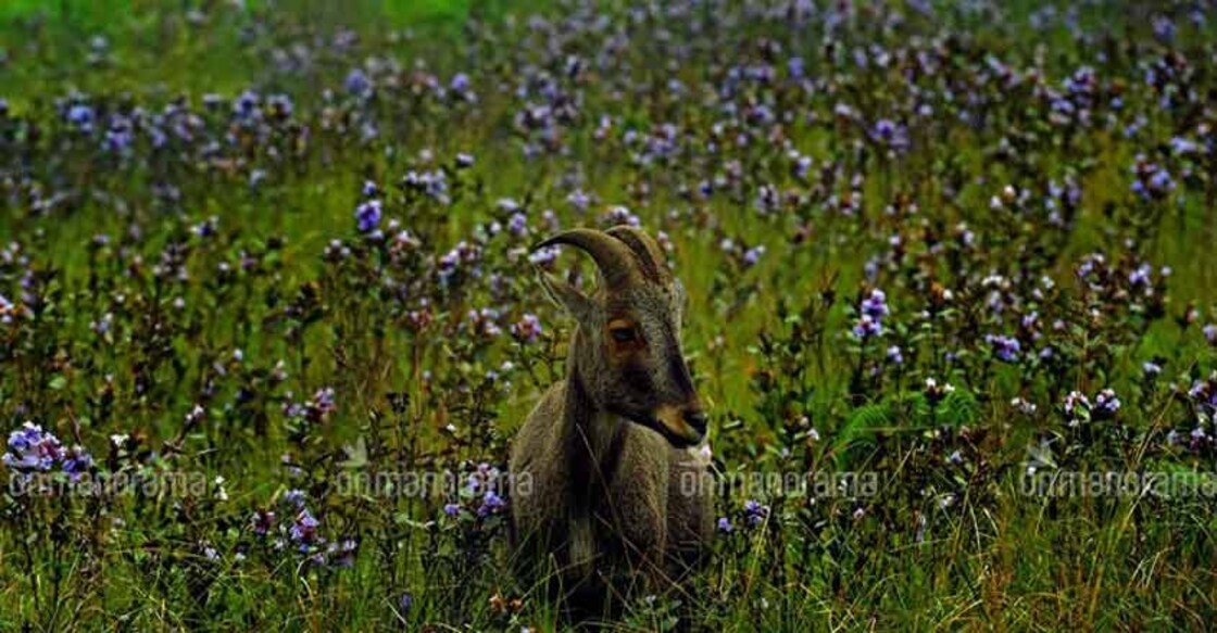 Witness Neelakurinji at Rajamala in the next 20 days