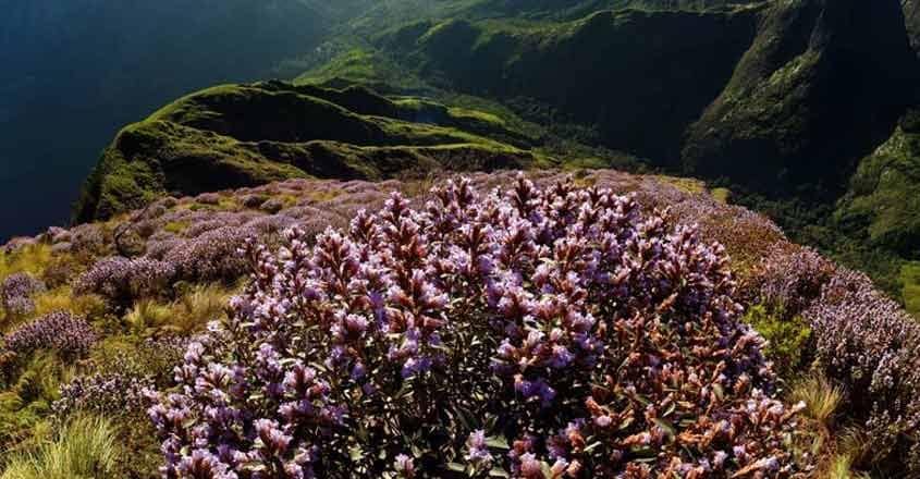 Head To Rajamala Soon As Neelakurinji May Last Only For Three More Weeks Neelakurinji Season Flowering Kerala Munnar Travel News Kerala Travel News Kerala