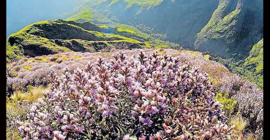 Neelakurinji Neelakurinji