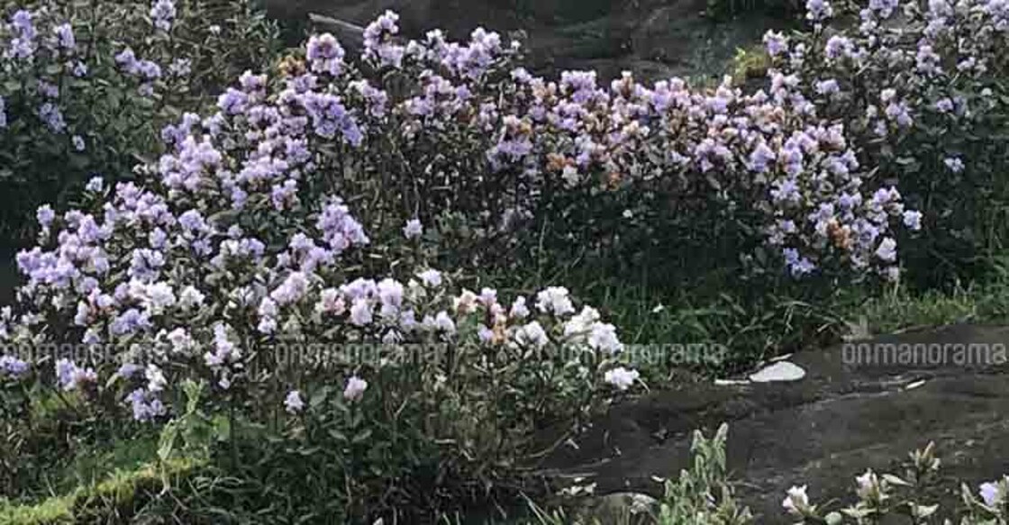 Chaos reigns in Munnar amid rush of kurinji tourists