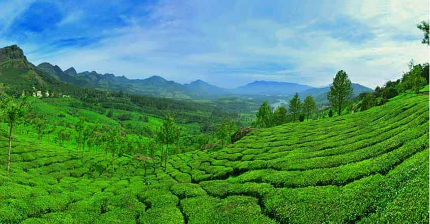 Peak season arrives in Munnar, but room rates plunge