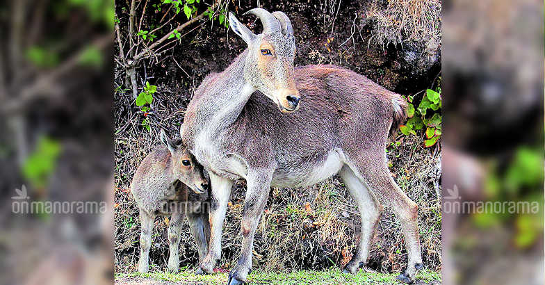 Nilgiri tahr 