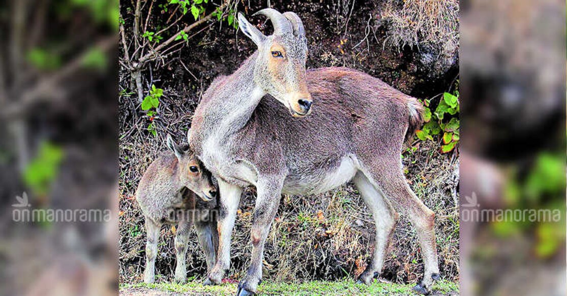 Nilgiri tahr 