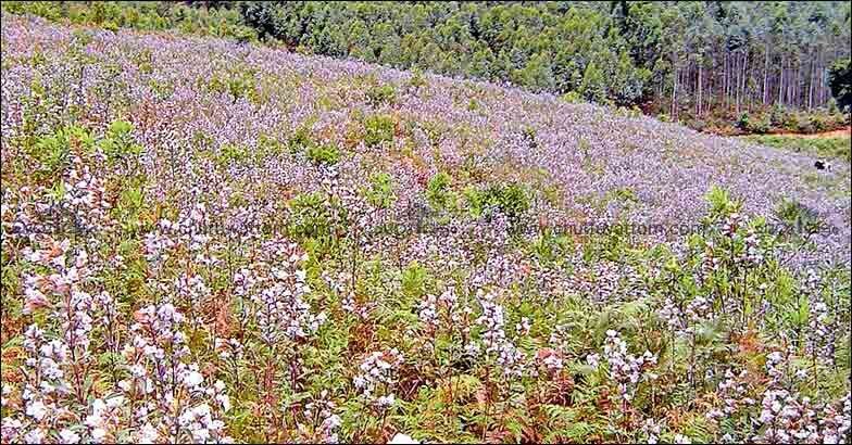 Neelakurinji