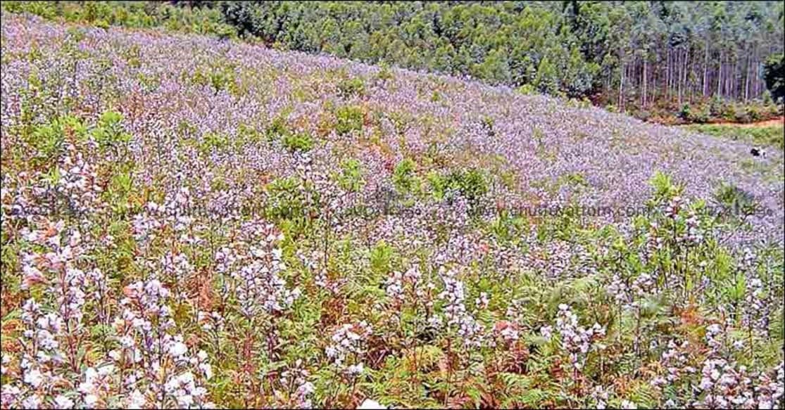 Neelakurinji Neelakurinji