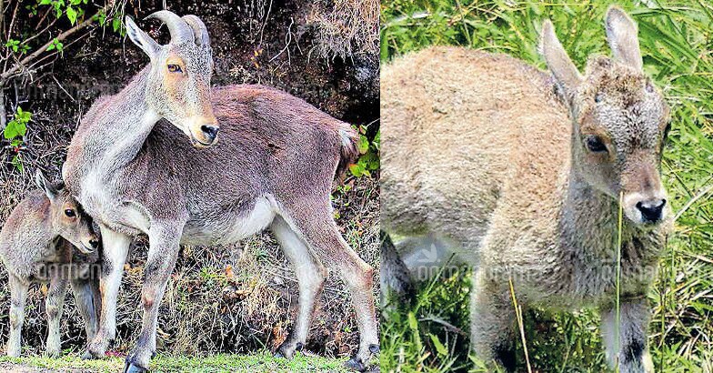 Mukurthi national park, a haven for Nilgiri tahr Mukurthi national park, a haven for Nilgiri tahr