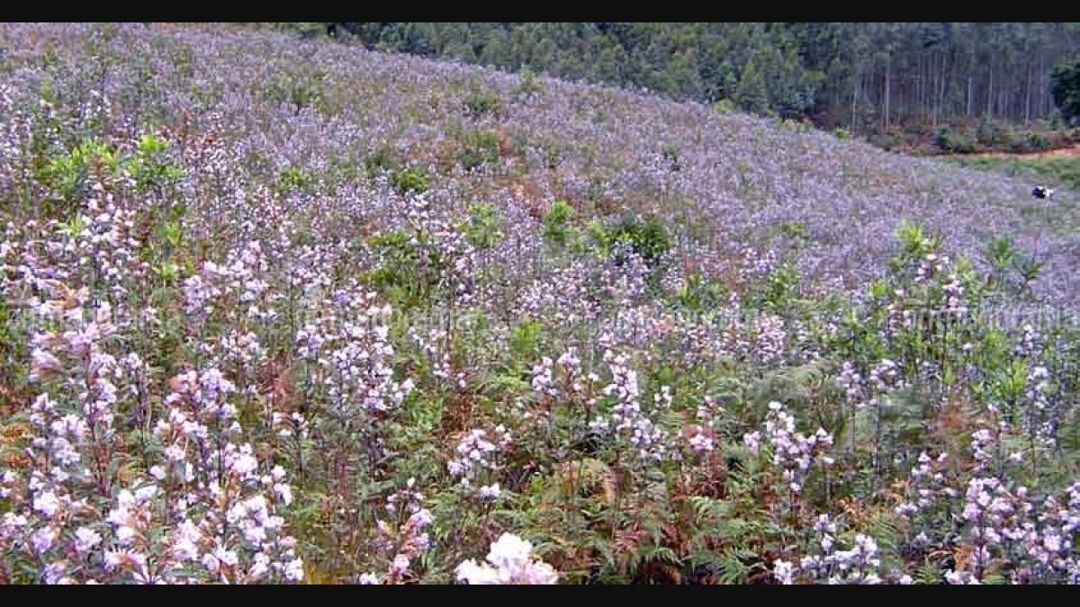 Kurinji Flower Bloom In Kodaikanal 2018 Best Flower Site