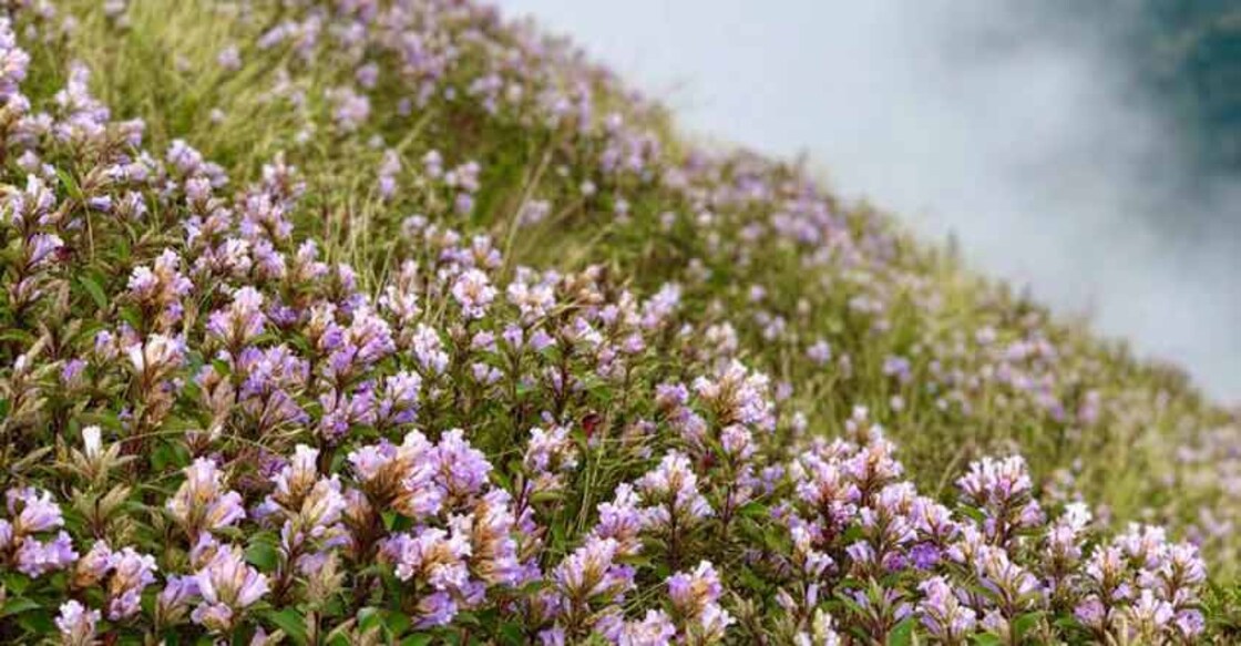 Rally to woo tourists back to Munnar as neelakurinji blooms Rally to woo tourists back to Munnar as neelakurinji blooms