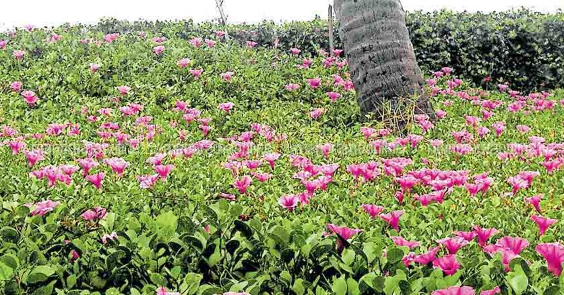 Poor man's kurinji in Vypeen