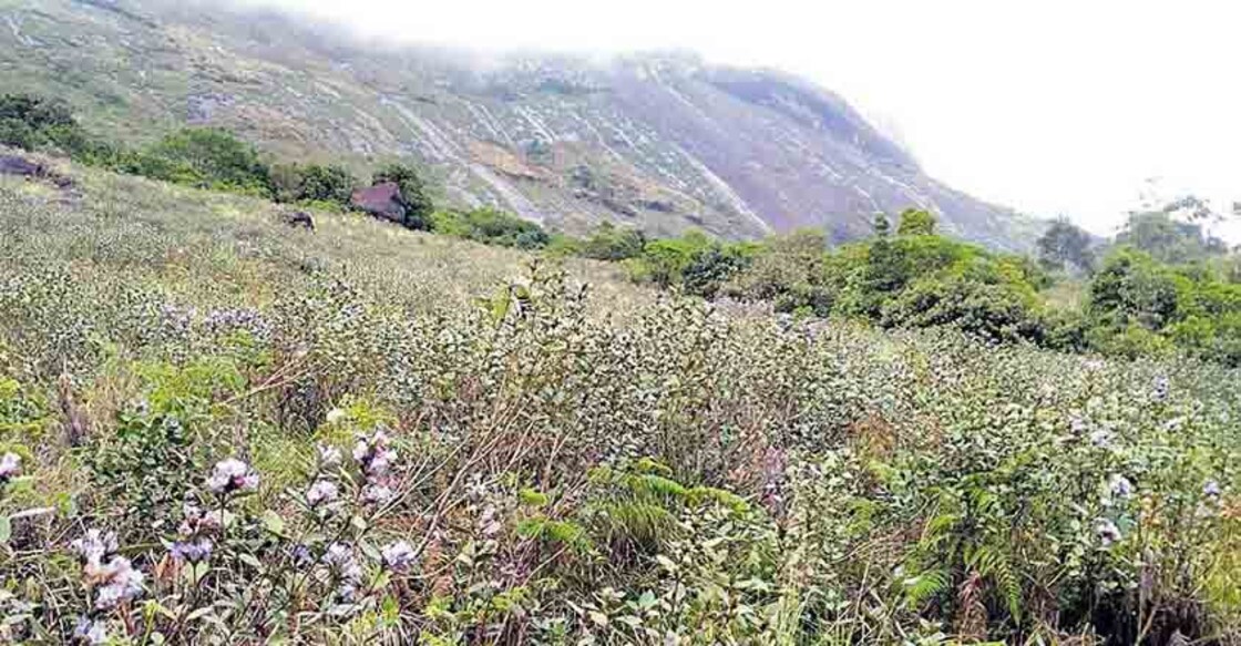 neelakurinji