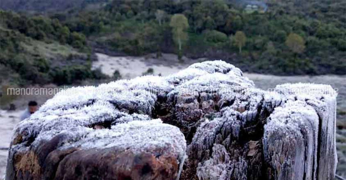 munnar-frost-5