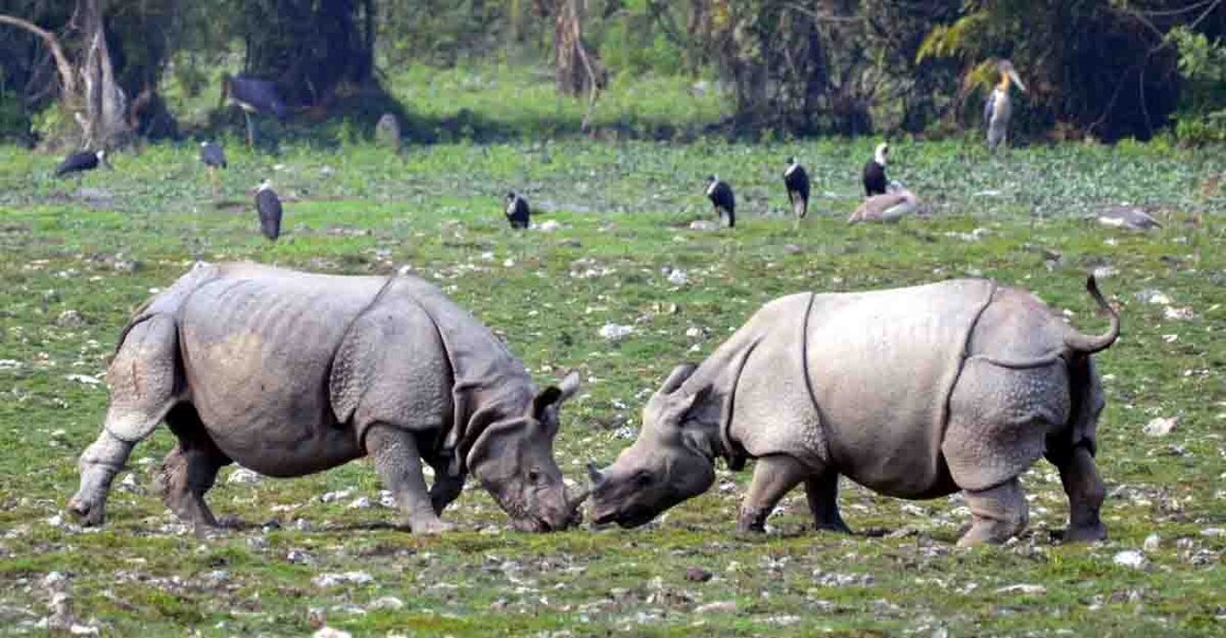 kaziranga