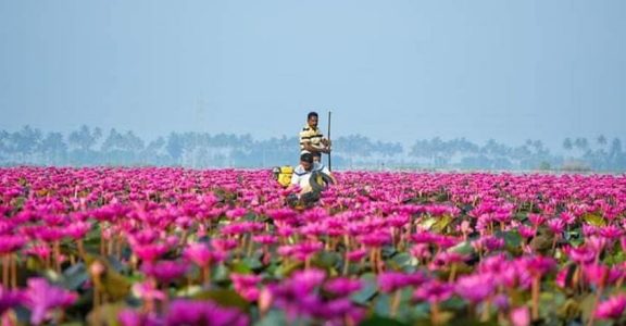 Malarikkal water lily bloom won't wilt any time soon Malarikkal water lily bloom won't wilt any time soon