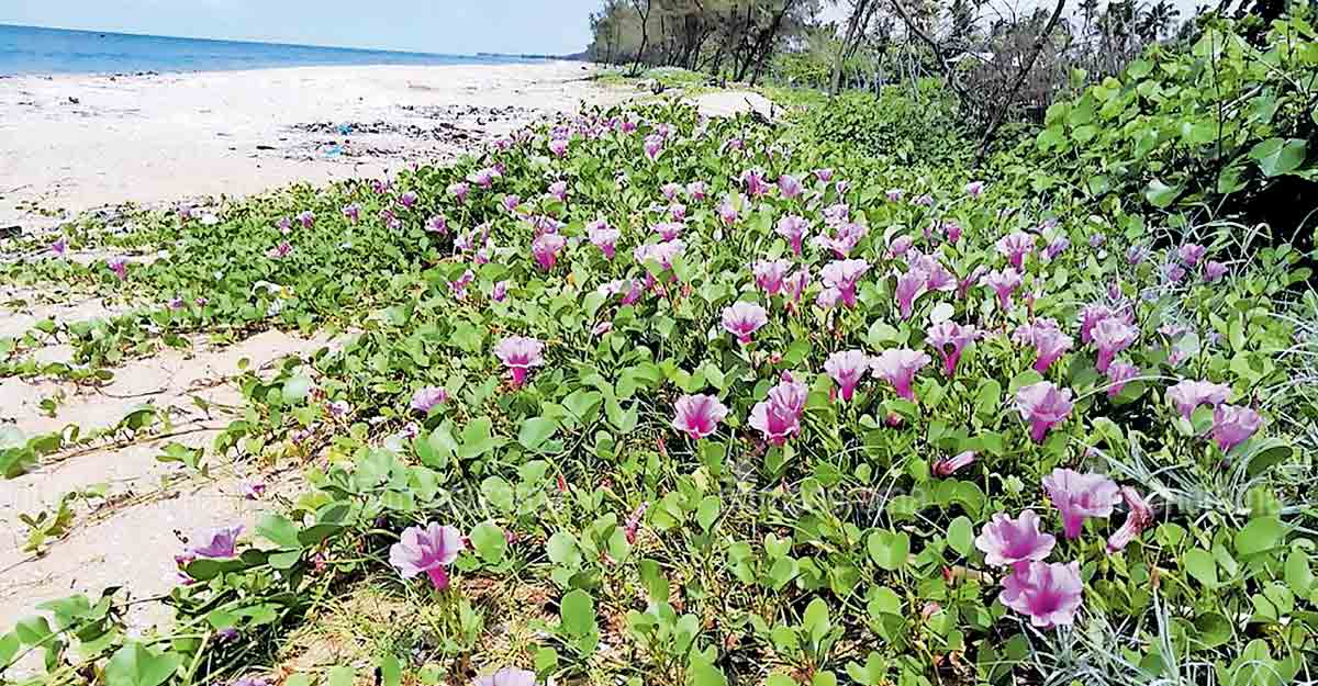 Kadal kurinji paints the Vypin coast violet