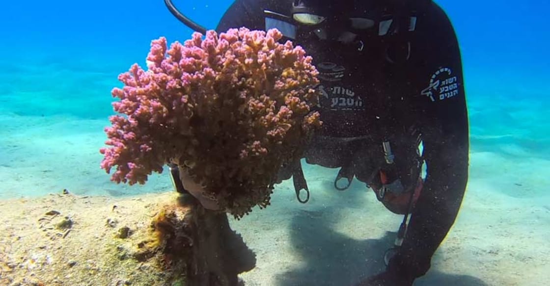 Israel moves pristine corals after restricted beach reopens Israel moves pristine corals after restricted beach reopens