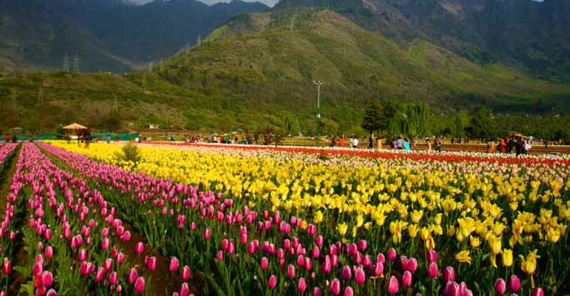 With opening of tulip garden in Srinagar, tourist season begins in Kashmir