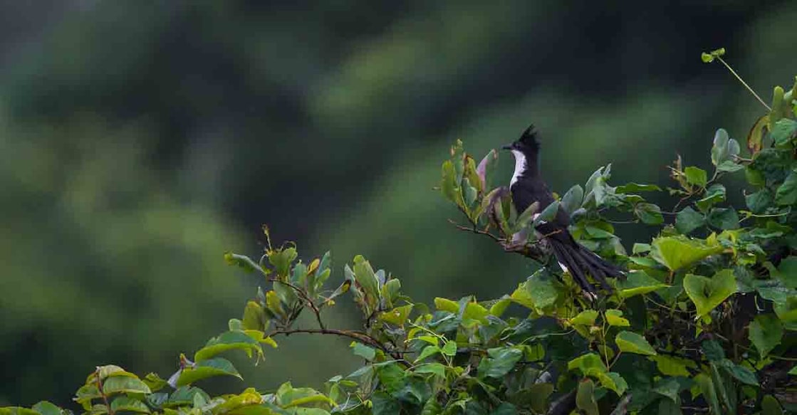 cuckoo bird