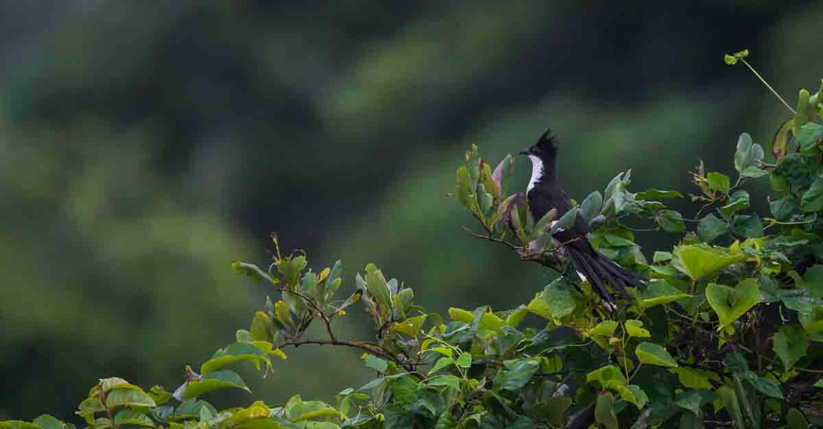 cuckoo bird