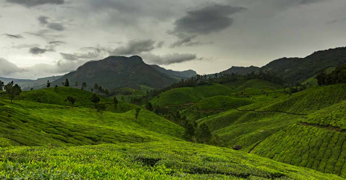Tourists flock to Munnar for New Year holiday Tourists flock to Munnar for New Year holiday