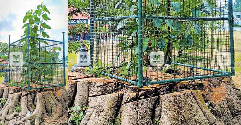 Aluva Manappuram, Varkala get ready for Vavubali Aluva Manappuram, Varkala get ready for Vavubali