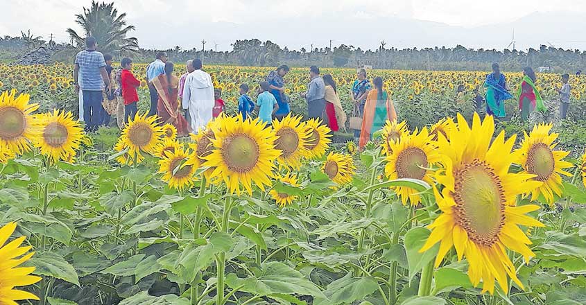 Sunflowers in full bloom at Sundarapandiapuram, Churanda