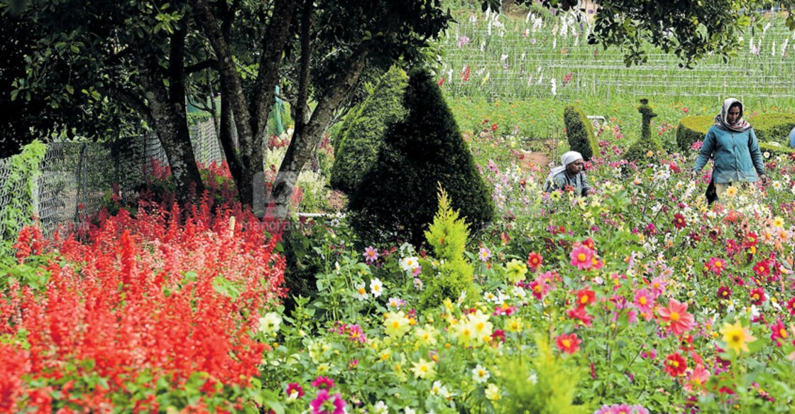 Wayanad all set for mega flower show 'Poopoli 2020'