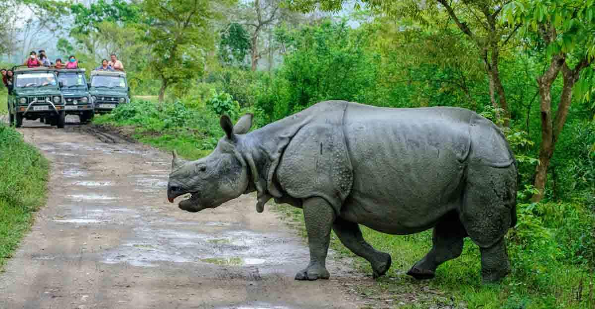 assam-kaziranga-national-park-to-remain-open-for-10-months-news-live