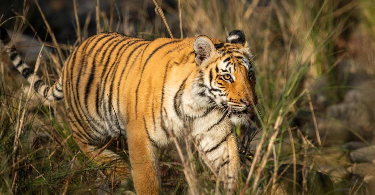 Dudhwa Tiger Reserve to reopen from November 1 with COVID restrictions ...