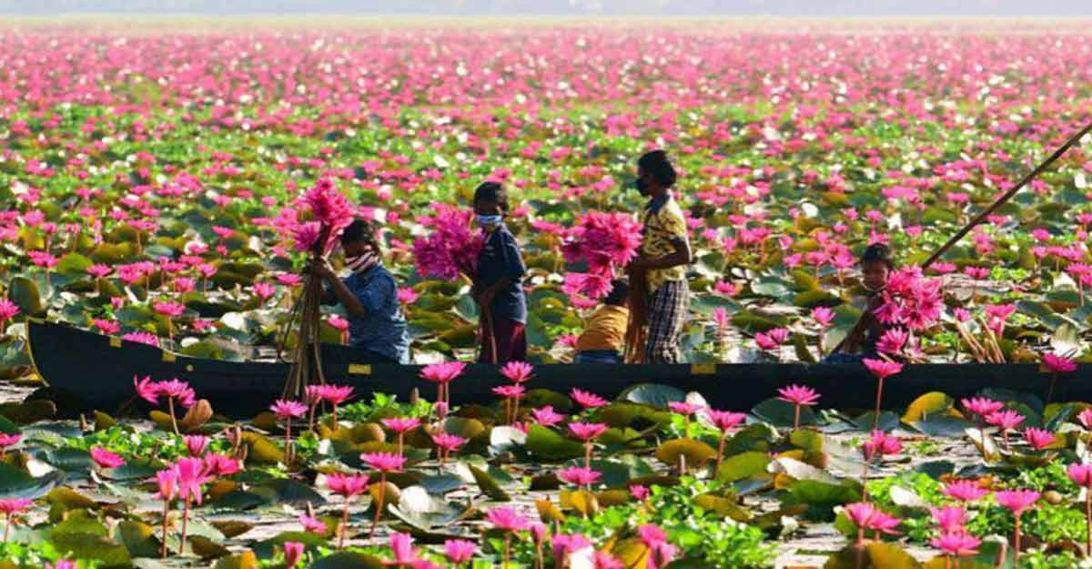 Water lilies offer a pretty sight at Ambattukadavu; but visitors watch out! Water lilies offer a pretty sight at Ambattukadavu; but visitors watch out!