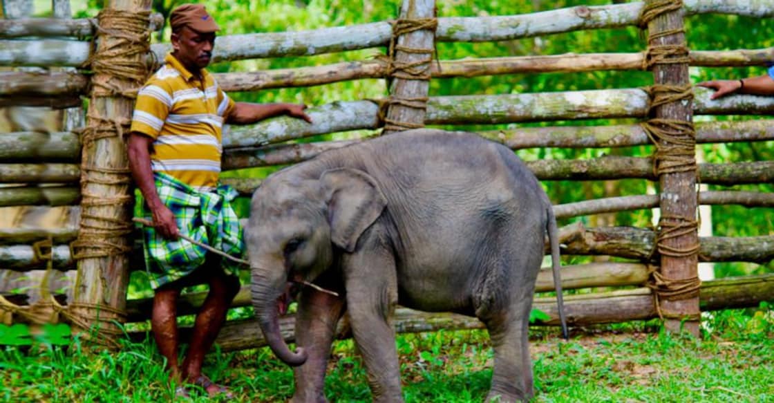 Elephant-Rehabilitation-Centre-image-845-440