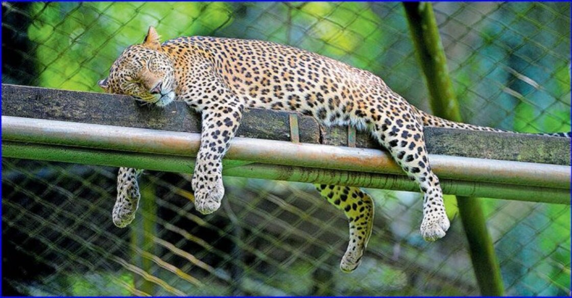 trivandrum-leapord