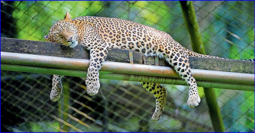 trivandrum-leapord