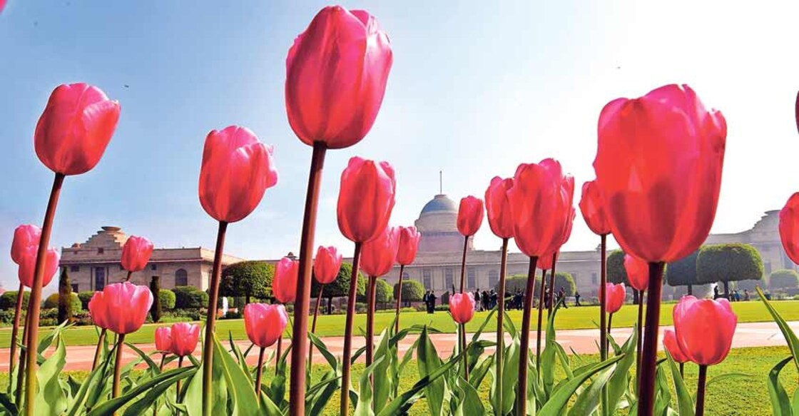 Rashtrapati Bhavan's Udyanotsav to be held from Feb 5 to March 8
