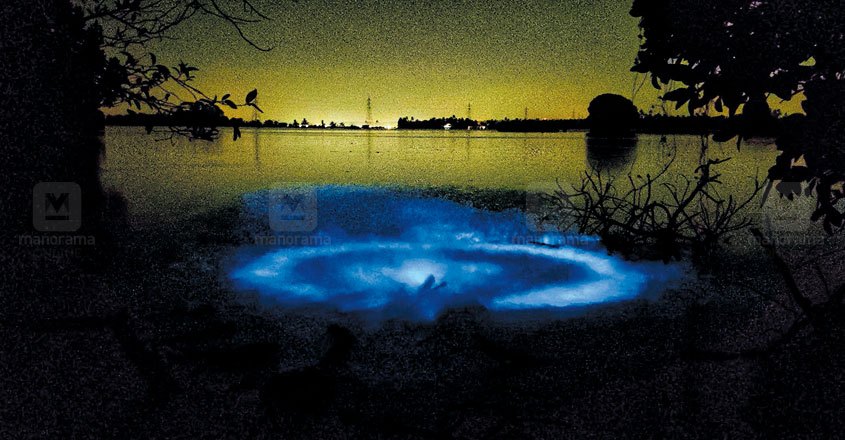Kumbalangi Witnesses Bioluminescent Waters Kochi Travel Manorama English