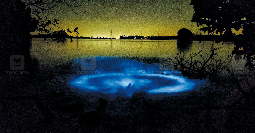 bioluminescence bioluminescence