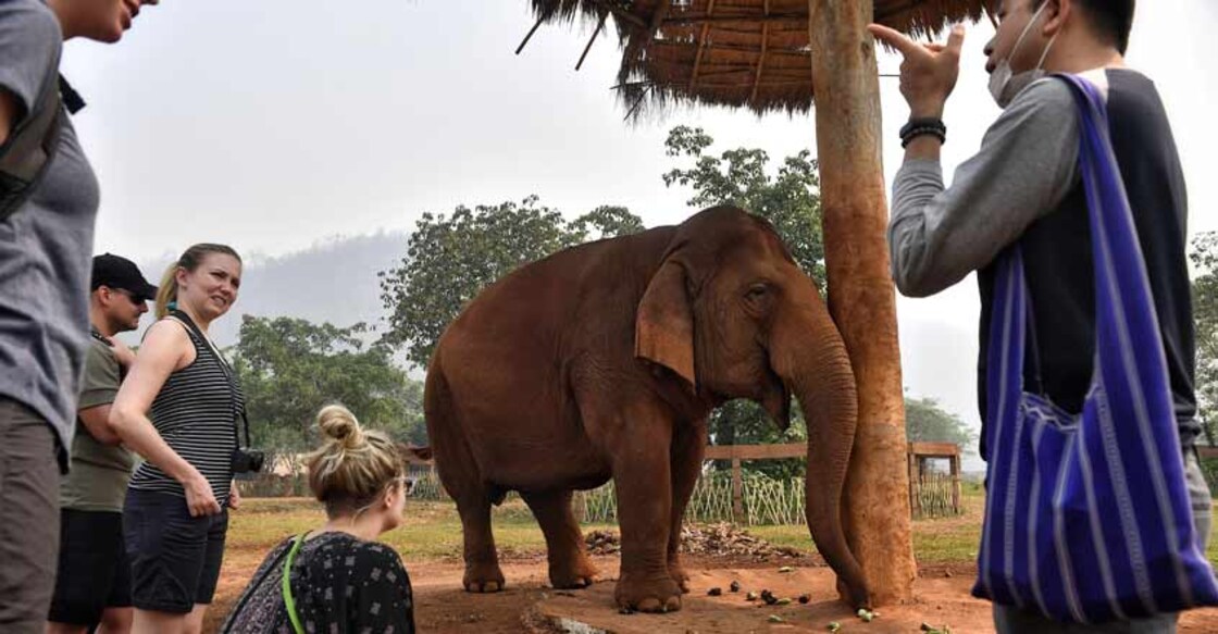 Hungry and in chains, Thailand's tourist elephants face crisis