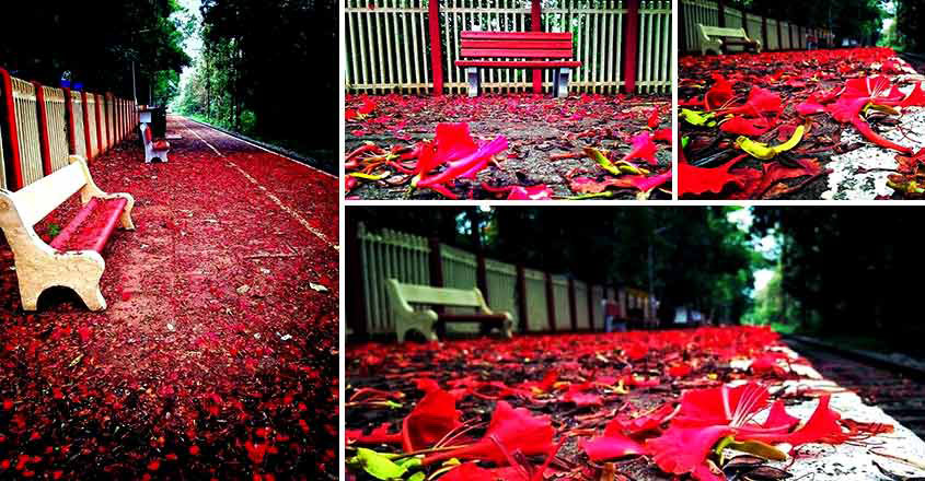Gulmohar flowers give a different hue to Melattur railway station